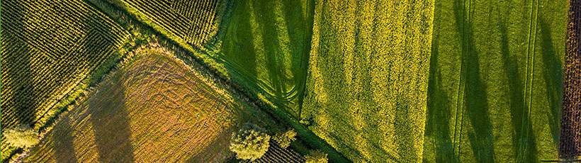 Tecnologia na agricultura: A saúde da vegetação
