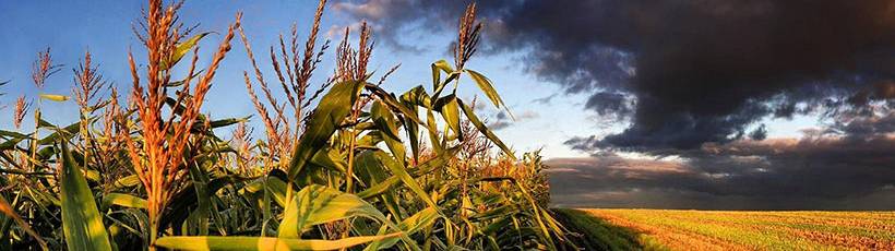 Qual a relação entre o clima e a agricultura?