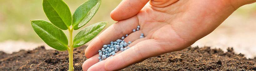 Novas gerações de fertilizantes podem aumentar a produtividade das culturas