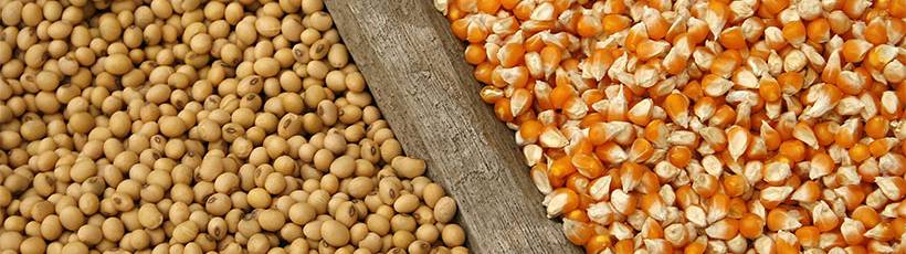 Taxa variável de plantio de sementes de milho e soja