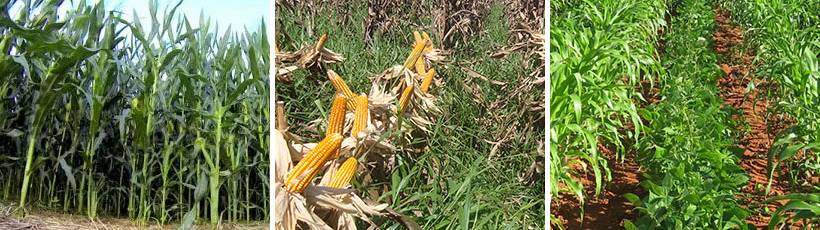 Consórcio com milho: conheça 3 tipos de cultivo