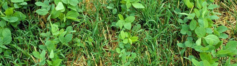 como-controlar-as-plantas-daninhas